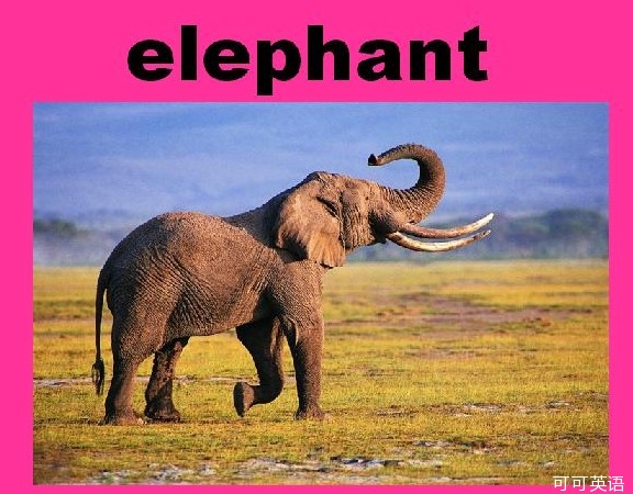 大象英语怎么读
