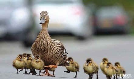 大千世界:鸭妈妈带小鸭子们过马路--大千世界|