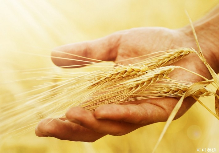 极端天气使小麦减产 英国农民望 粮 哀叹--双语