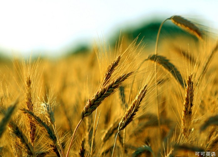 极端天气使小麦减产 英国农民望"粮"哀叹.jpg
