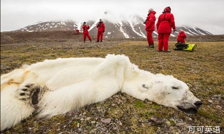 Global warming: Polar bears starve to death and become blankets .jpg
