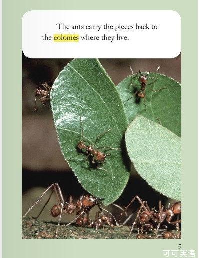 leafcutter ants cut leaves. they really do.