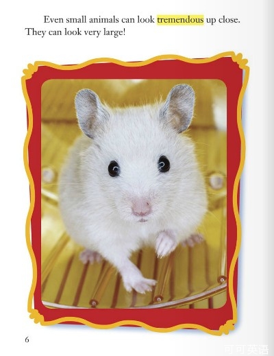 少儿英语学单词三年级 第10课:宠物照片 Pet P