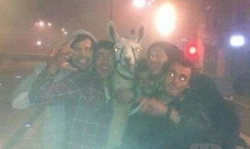 Five drunk youths in France kidnapped an alpaca to take photos .jpg