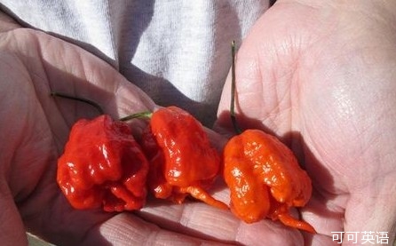 Food anecdote: Do you dare to challenge the hottest chili in the world?.jpg