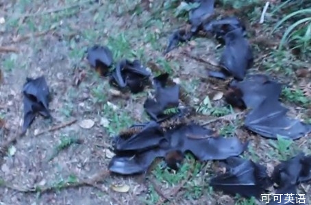 澳大利亚遭遇罕见高温天气 10万只蝙蝠被热死.jpg