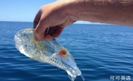 New Zealand fishermen caught the "transparent shrimp", crystal clear if frozen.jpg
