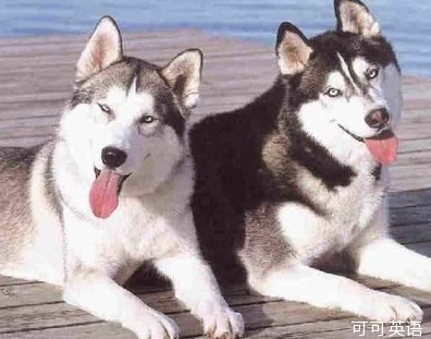 The age-old cancer of the "Husky" lasts for 11,000 years.jpg