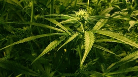 If one day marijuana legalized .jpg