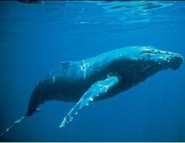 Whale is the "king of song" in nature and can sing for one day .jpg