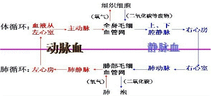 血液循环分为体循环和肺循环两由图示可知:在肺动脉,上腔静脉,左心