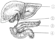 2014年湖南省岳阳市中考生物真题试卷附答案