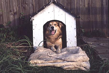 In the doghouse 受冷落.jpg