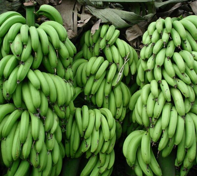 The Brazilian consortium disrupted the banana industry acquisition transaction .jpg