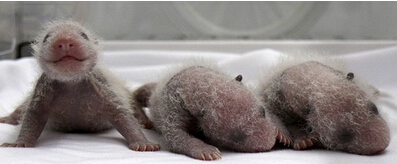 长隆野生动物园大熊猫产下三胞胎.jpg