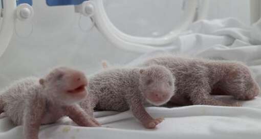 世界唯一存活熊猫三胞胎在中国动物园诞生2.jpg