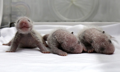 世界唯一存活熊猫三胞胎在中国动物园诞生(附图).jpg