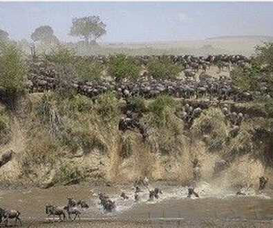 A moment of life and death: African wildebeest migrates across the Crocodile River.jpg
