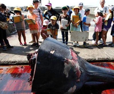 At the beginning of the annual whaling season in Japan, elementary school students were invited to taste whale meat.jpg