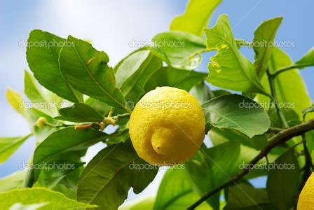 赖世雄唱歌学英语 第19期:Lemon tree 柠檬树