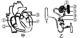 1410228269152225.jpg 2014年四川资阳中考生物真题附答案