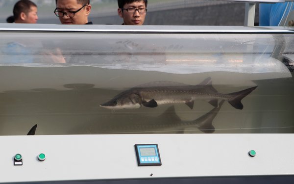 A kind of Chinese sturgeon’s end, the sorrow of a country.jpg