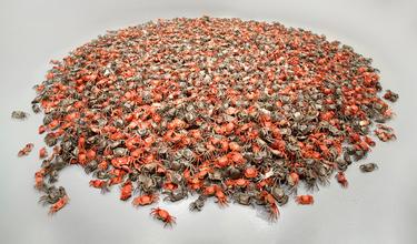 3,200 Crabs and the Unstoppable Ai Weiwei.jpg