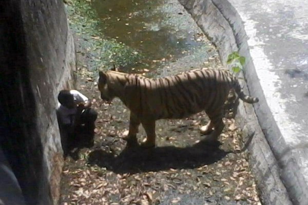 An Indian tourist fell into a tiger enclosure in a zoo and was attacked and killed.jpg