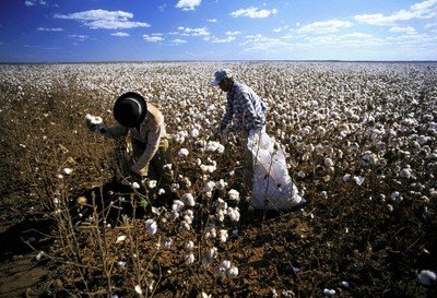 The minimum duty-free cotton imports China will reduce its imports of cotton.jpg