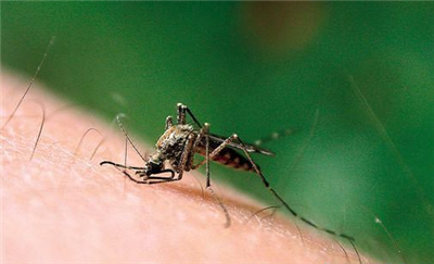 Guangdong has seen a high incidence of dengue fever this year.jpg