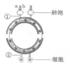2013年山东日照中考生物真题