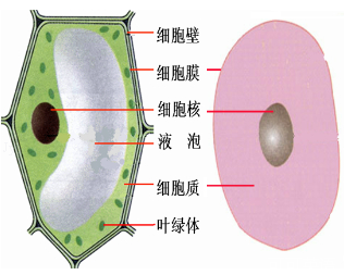 1412922174168942.png 2013年广东梅州中考生物真题附答案