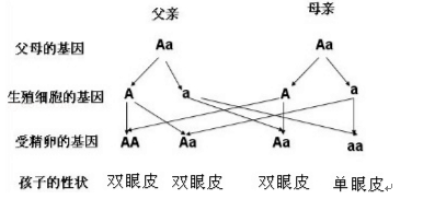 1412922358714721.png 2013年广东梅州中考生物真题附答案