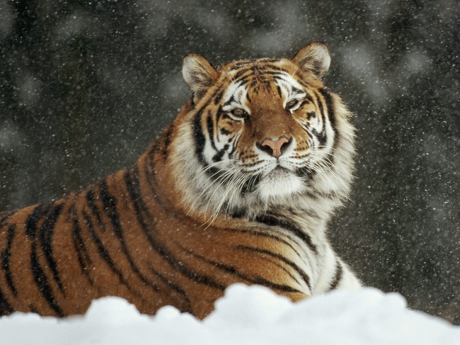 Looking for tigers: China is looking for tigers that wandered around after Putin released .jpg