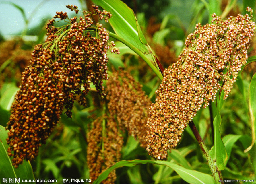 China will open its market to Argentine sorghum.jpg