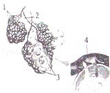 2013年四川德阳中考生物真题附答案