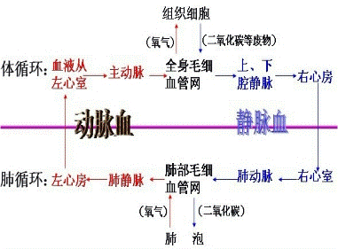 2013年四川德阳中考生物真题附答案