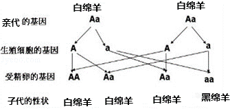 2013年四川德阳中考生物真题附答案