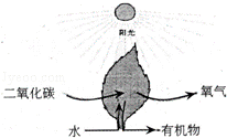 2013年四川达州中考生物真题附答案