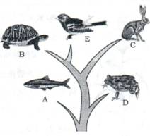 2013年山东烟台中考生物真题