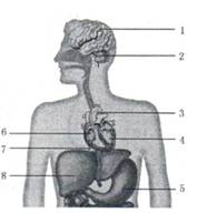 2013年山东烟台中考生物真题
