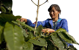 去中国种咖啡 罕见的劳务输入_关注社会_双语