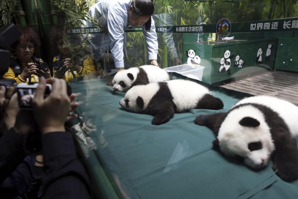 熊猫三胞胎身体状况良好1.jpg