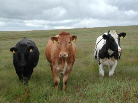 Australia will sign a live cattle export agreement with China.jpg