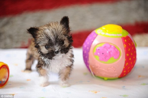 The miniature mongrel became a star on Facebook .jpg