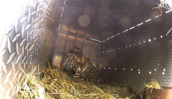 Another "Putin's tiger" sneaked into China.jpg
