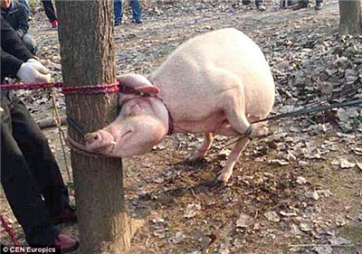A Chinese child was bitten to death by a pig and eaten after climbing into a pigpen. .jpg