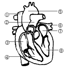 (3)从血管①流入的血液从血管(填标号)流出心脏.