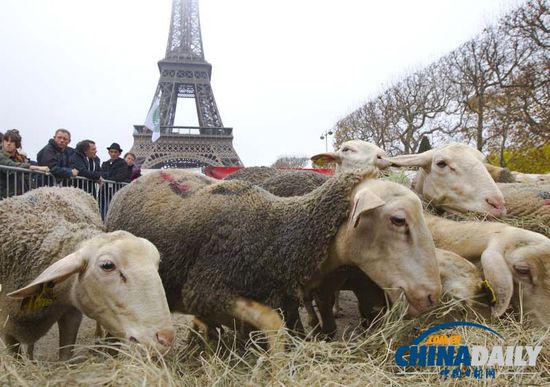 法国羊群“占领”埃菲尔铁塔2.jpg