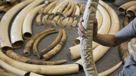 Hong Kong activists protested against the sale of ivory by businesses.jpg